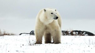 Life In Polar Bear Town With Gordon Buchanan - Episode 07-01-2022