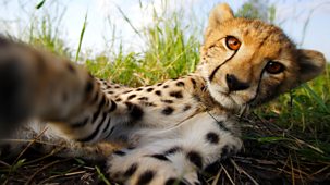 Natural World - 2016-2017: 9. Cheetahs: Growing Up Fast