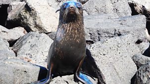 My Pet And Me - Galapagos Special: 5. Animals Of Fernandina