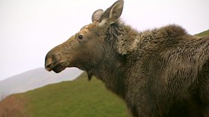 Natural World - 2007-2008: 10. Moose In The Glen