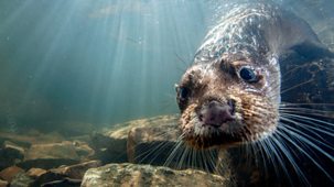 Natural World - 2017-2018: 5. Supercharged Otters