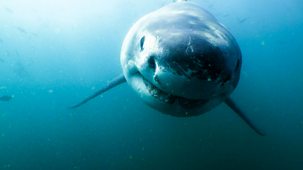Shark Bites - Series 1: 2. Great White Shark