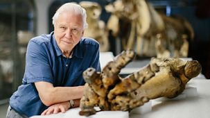 Attenborough And The Giant Elephant - Episode 08-03-2019