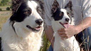 The Farmers' Country Showdown - Series 2: 1. Sheepdogs