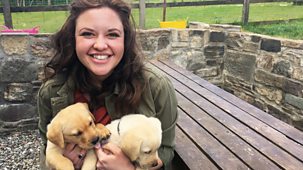 Ferne And Rory's Vet Tales - Series 1: 21. The Puppies