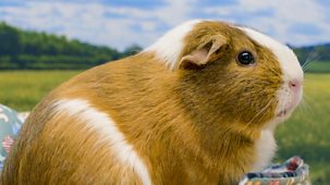 Animal Tv - Series 1: 3. The Great Guinea Pig Brother Scandal