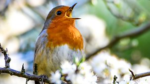 Springwatch - Wild Academy 2018: 3. Garden Birds And Natural Sound
