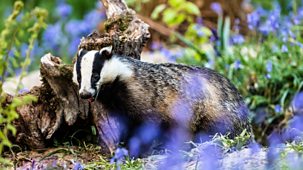 Springwatch - Wild Academy 2018: 7. British Mammals