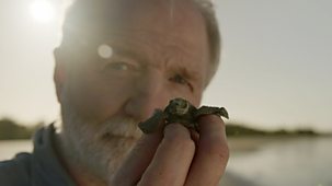 Nature's Turtle Nursery: Secrets From The Nest - Episode 07-06-2022