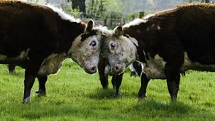 Secret Life Of Farm Animals - Series 1: 2. Cows