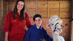 Ferne And Rory's Vet Tales - Series 2: 23. Relentless The Alpaca