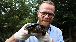 Ferne And Rory's Vet Tales - Series 2: 24. Terrie And George The Terrapins