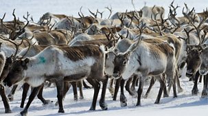 All Aboard! The Great Reindeer Migration - Episode 18-12-2021
