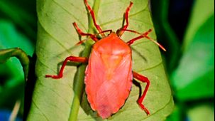 Life On Earth - 4. The Swarming Hordes