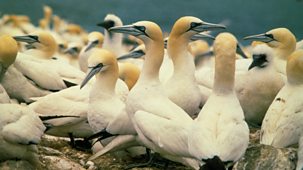Life On Earth - 8. Lords Of The Air