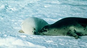 Life On Earth - 9. The Rise Of The Mammals