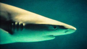 Life On Earth - 5. Conquest Of The Waters