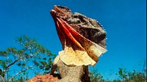 Life On Earth - 7. Victors Of The Dry Land