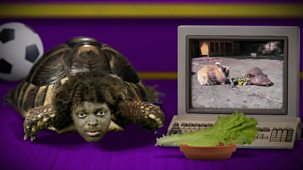 Animal Tv - Series 1: 20. Tortoise Vs Hare