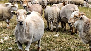 The Farmers' Country Showdown - Series 3 (shortened Versions): 14. Sheep