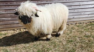 The Farmers' Country Showdown - Series 3 (shortened Versions): 16. Sheep