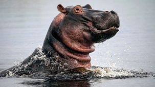 Natural World - 2019-2020: Hippos: Africa's River Giants