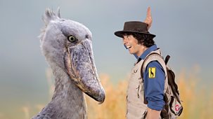Andy's Safari Adventures - Series 1: 3. Andy And The Shoebill Chick
