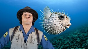 Andy's Safari Adventures - Series 1: 8. Andy And The Pufferfish