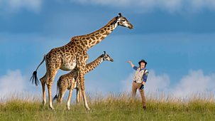 Andy's Safari Adventures - Series 1: 10. Andy And The Giraffe