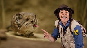 Andy's Safari Adventures - Series 1: 11. Andy And The Elephant Shrew