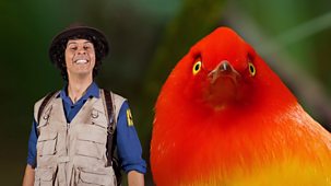 Andy's Safari Adventures - Series 1: 12. Andy And The Bowerbird