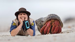 Andy's Safari Adventures - Series 1: 13. Andy And The Hermit Crab