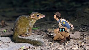 Andy's Safari Adventures - Series 1: 20. Andy And The Treeshrew