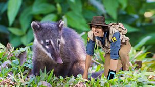 Andy's Safari Adventures - Series 1: 23. Andy And The Coati