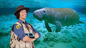 Andy's Safari Adventures - Series 1: 24. Andy And The Manatee