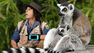 Andy's Safari Adventures - Series 1: 34. Andy And The Ring-tailed Lemurs