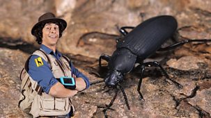 Andy's Safari Adventures - Series 1: 37. Andy And The Darkling Beetle