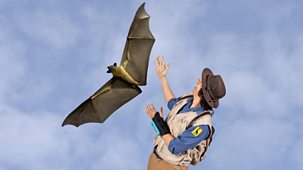 Andy's Safari Adventures - Series 1: 38. Andy And The Flying Fox