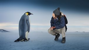 Andy's Wild Adventures - Series 1 - Emperor Penguins