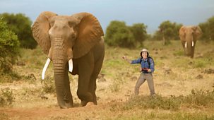 Andy's Wild Adventures - Series 1 - Elephants