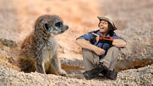 Andy's Wild Adventures - Series 1 - Meerkats