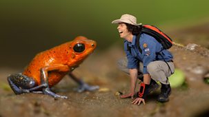 Andy's Wild Adventures - Series 1 - Strawberry Dart Frogs