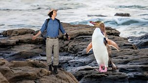 Andy's Wild Adventures - Series 1: 20. New Zealand Penguins