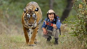 Andy's Wild Adventures - Series 2 - Tigers