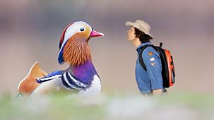 Andy's Wild Adventures - Series 2: 7. Mandarin Ducks