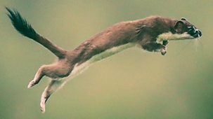 Natural World - 2019-2020: Weasels: Feisty And Fearless