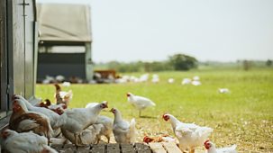 The Farmers' Country Showdown - Series 4: 1. Alexandra Palace - Chicken & Veg