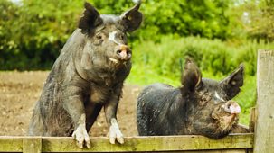 The Farmers' Country Showdown - Series 4: 2. Norfolk - Pigs