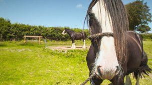 The Farmers' Country Showdown - Series 4: 3. South Wales - Shire Horses
