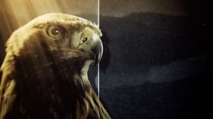 Natural World - 2019-2020: Super Powered Eagles